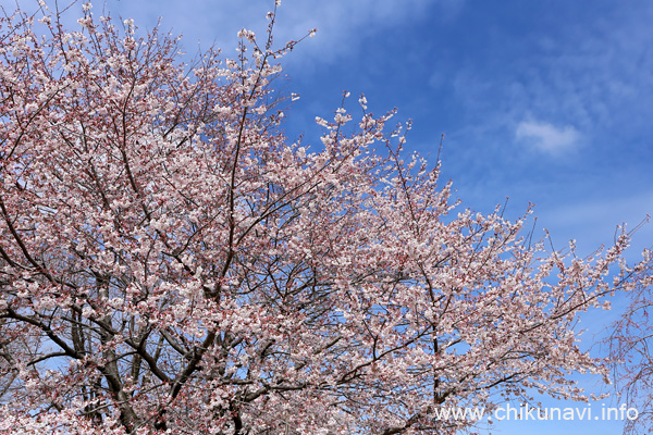６分咲きだった県西生涯学習センターの桜 [2024年4月4日撮影]