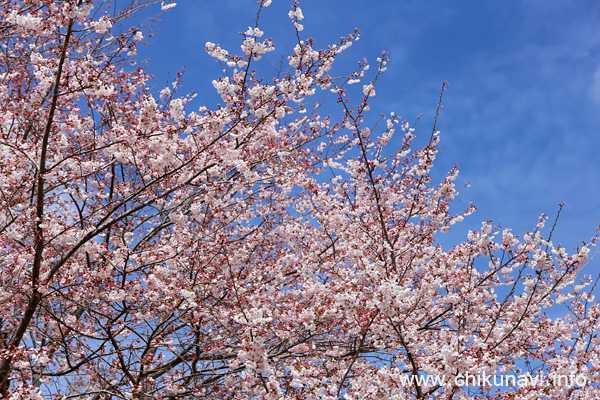 県西生涯学習センターの桜 [2024年4月4日撮影]