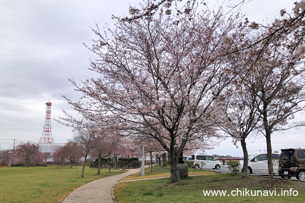 ３～６分咲きだった下岡崎近隣公園の桜 [2024年4月5日撮影]