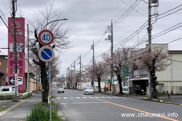 下館駅南街路樹の桜 [2024年4月5日撮影]