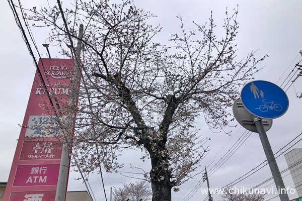 ３～７分咲きだった下館駅南街路樹の桜 [2024年4月5日撮影]