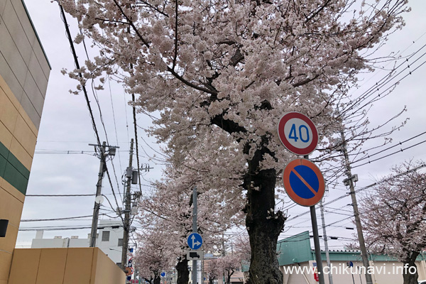 ３～７分咲きだった下館駅南街路樹の桜 [2024年4月5日撮影]
