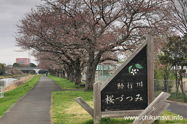 １～５分咲きだった勤行川 桜づつみの桜 [2024年4月5日撮影]