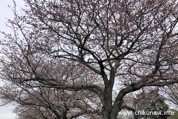 １～５分咲きだった勤行川 桜づつみの桜 [2024年4月5日撮影]