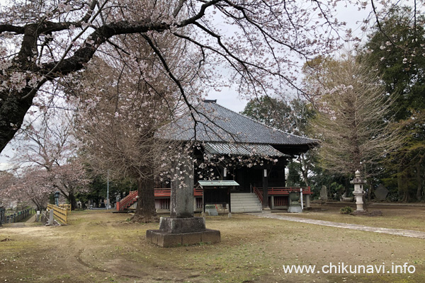 観音寺 (中館) の桜 [2024年4月5日撮影]