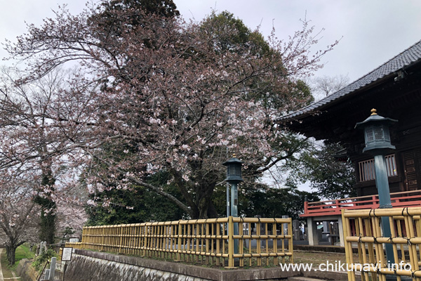 観音寺 (中館) の桜 [2024年4月5日撮影]