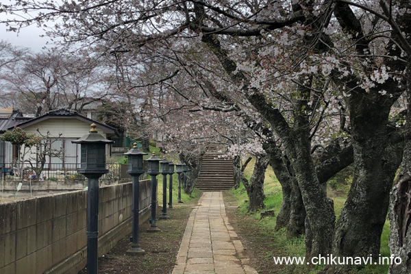 １～４分咲きだった観音寺 (中館) の桜 [2024年4月5日撮影]