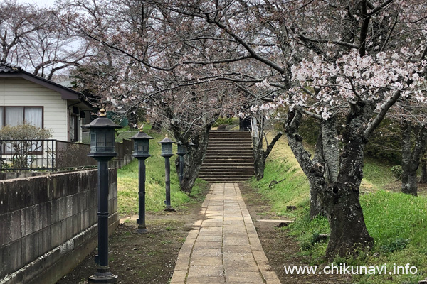 １～４分咲きだった観音寺 (中館) の桜 [2024年4月5日撮影]