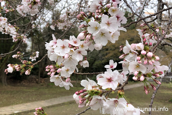 １～４分咲きだった観音寺 (中館) の桜 [2024年4月5日撮影]