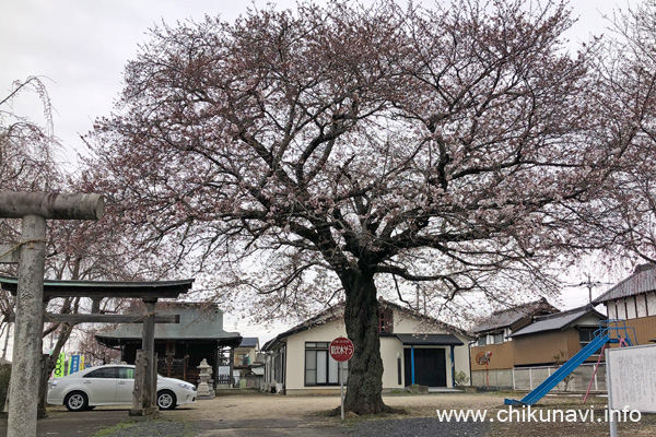 ４分咲きだった八幡神社 (諏訪八幡宮) の桜 [2024年4月5日撮影]
