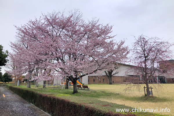 大きい方の桜の木が７分咲きになった県西生涯学習センターの桜 [2024年4月6日撮影]