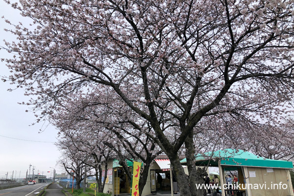 ２～６分咲きになっていた正栄デリシィ駐車場の桜 [2024年4月6日撮影]