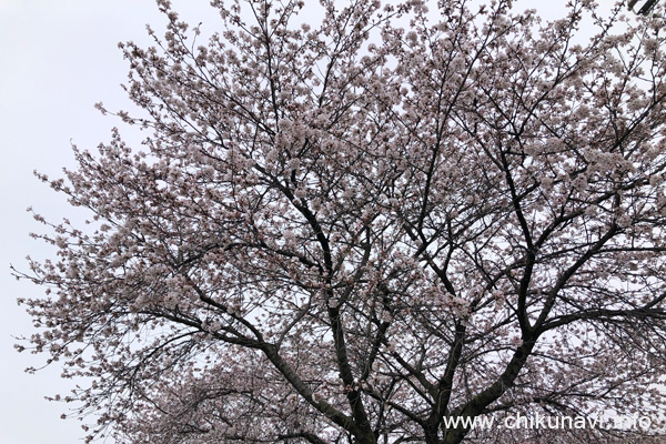 ２～６分咲きになっていた正栄デリシィ駐車場の桜 [2024年4月6日撮影]