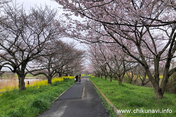 未開化～６分咲きだった母子島遊水地の桜 [2024年4月6日撮影]