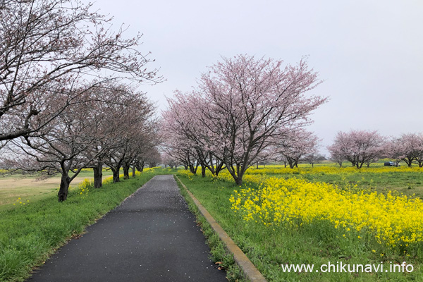 母子島遊水地の桜 [2024年4月6日撮影]