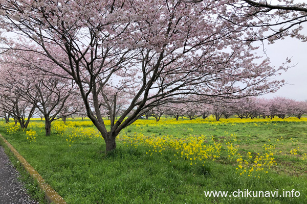 未開化～６分咲きだった母子島遊水地の桜 [2024年4月6日撮影]