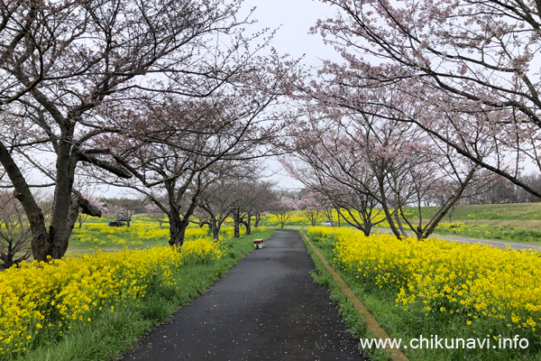 母子島遊水地の桜 [2024年4月6日撮影]