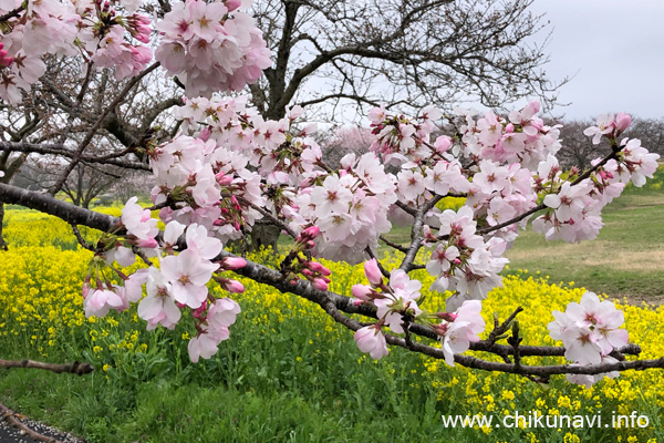 母子島遊水地の桜 [2024年4月6日撮影]