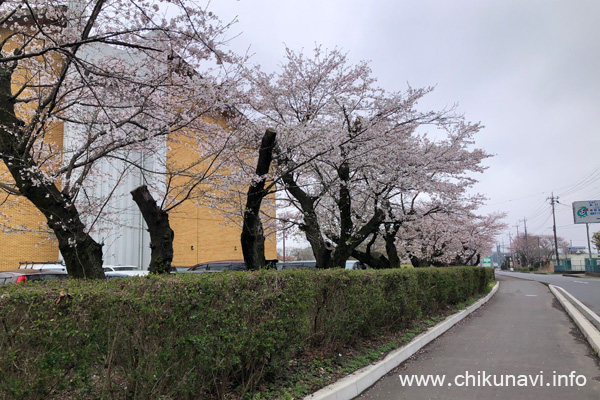 明野中央公園の桜 [2024年4月6日撮影]