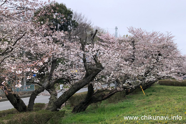 ２～６分咲きになっていた明野中央公園の桜 [2024年4月6日撮影]
