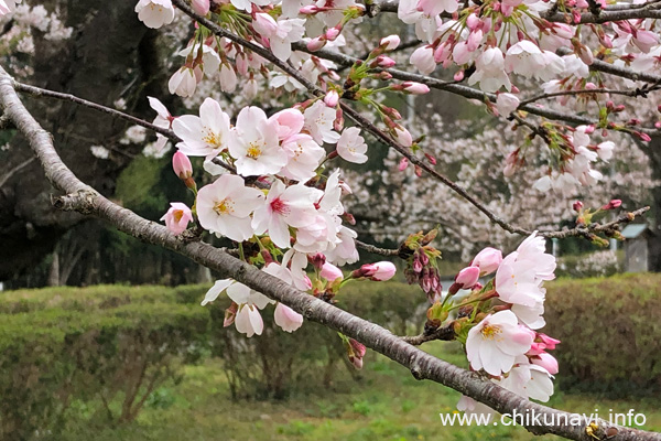 ２～６分咲きになっていた明野中央公園の桜 [2024年4月6日撮影]