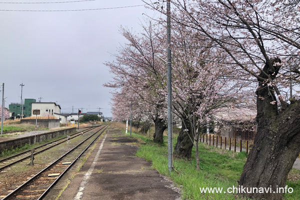 黒子駅の桜 [2024年4月6日撮影]