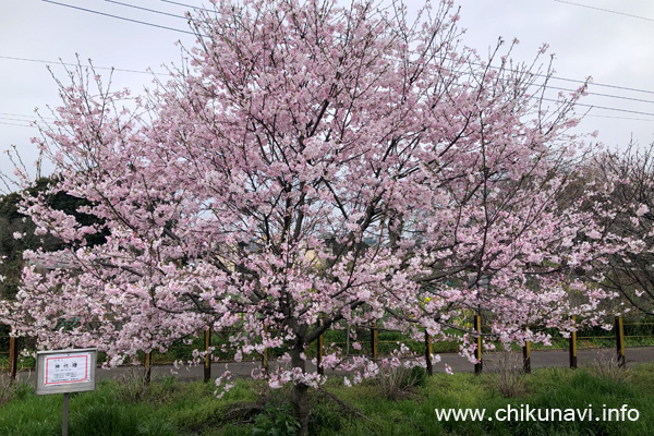 黒子駅の桜 (神代曙) [2024年4月6日撮影]