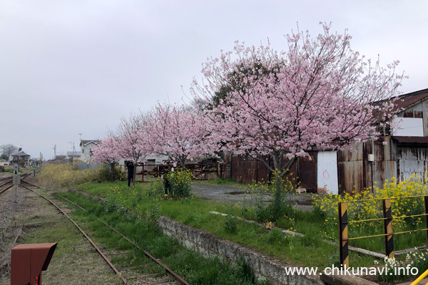 黒子駅の桜 [2024年4月6日撮影]