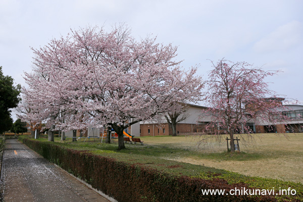 やっと満開になった県西生涯学習センターの桜 [2024年4月7日撮影]