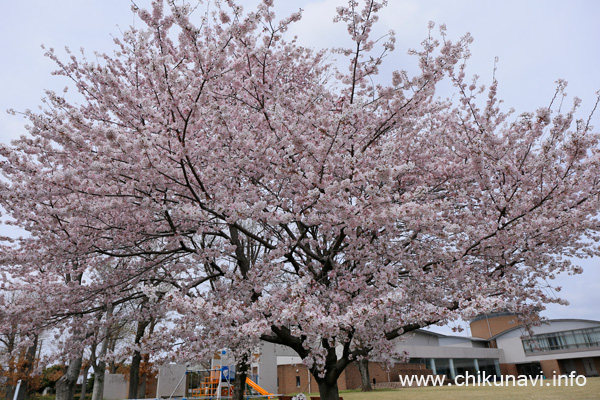 やっと満開になった県西生涯学習センターの桜 [2024年4月7日撮影]
