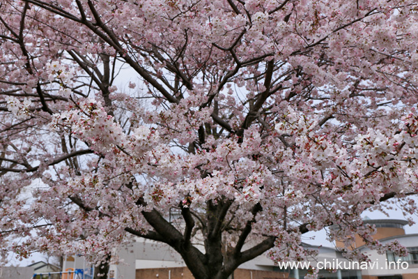 やっと満開になった県西生涯学習センターの桜 [2024年4月7日撮影]