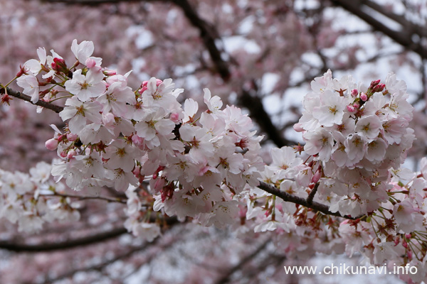 県西生涯学習センターの桜 [2024年4月7日撮影]