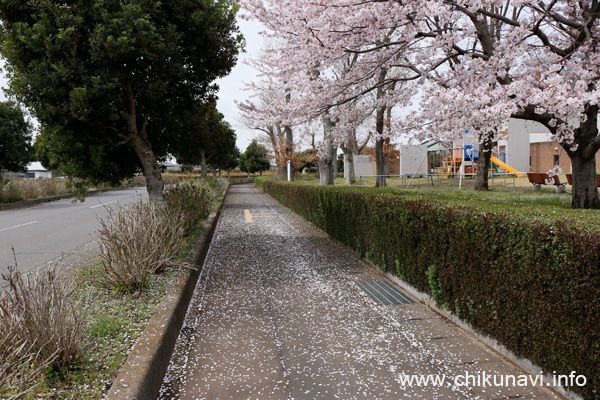 たくさん花びらが散ってしまった県西生涯学習センターの桜 [2024年4月7日撮影]