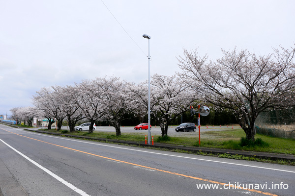 ５分咲き～満開になっていた正栄デリシィ駐車場の桜 [2024年4月7日撮影]