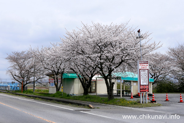 ５分咲き～満開になっていた正栄デリシィ駐車場の桜 [2024年4月7日撮影]