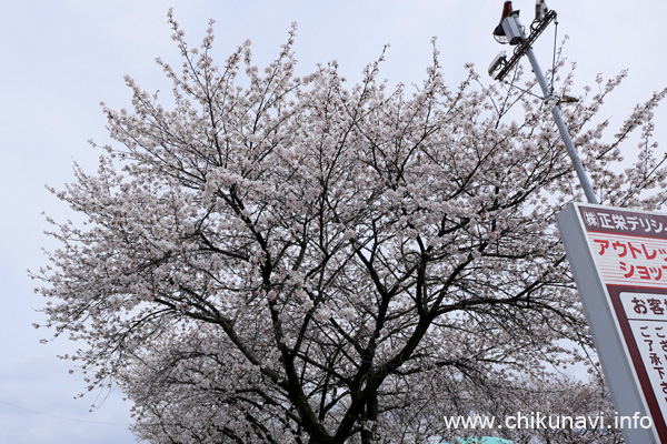 ５分咲き～満開になっていた正栄デリシィ駐車場の桜 [2024年4月7日撮影]