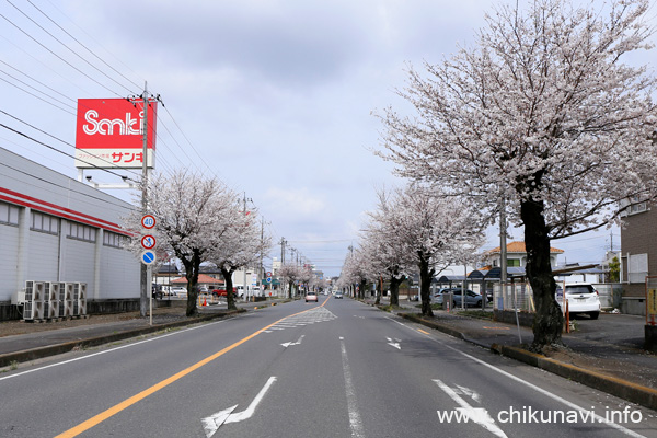 下館駅南街路樹の桜 [2024年4月7日撮影]