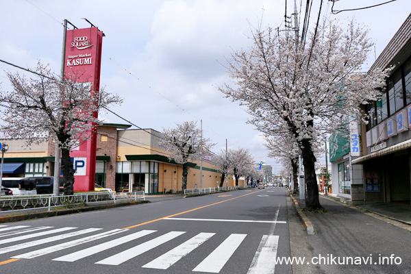 下館駅南街路樹の桜 [2024年4月7日撮影]