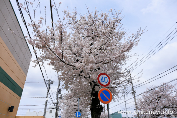 ６分咲き～満開になっていた下館駅南街路樹の桜 [2024年4月7日撮影]
