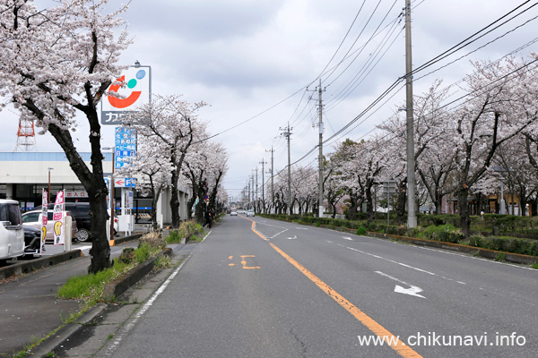 下館駅南街路樹の桜 [2024年4月7日撮影]