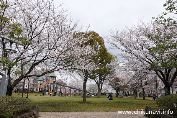６分咲き～満開になっていた下岡崎近隣公園の桜 [2024年4月7日撮影]