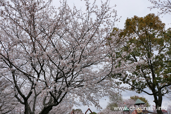 ６分咲き～満開になっていた下岡崎近隣公園の桜 [2024年4月7日撮影]