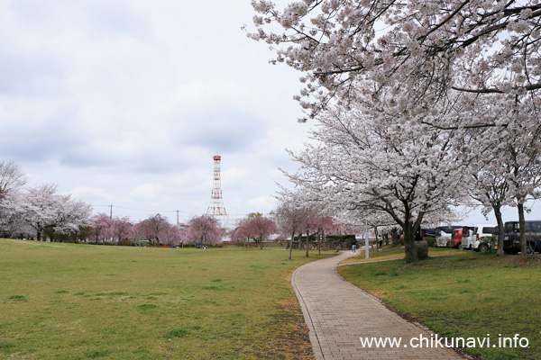 ６分咲き～満開になっていた下岡崎近隣公園の桜 [2024年4月7日撮影]