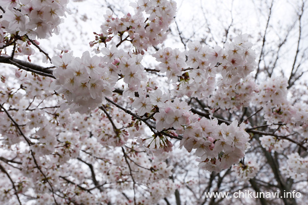 ６分咲き～満開になっていた下岡崎近隣公園の桜 [2024年4月7日撮影]