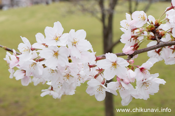 ６分咲き～満開になっていた下岡崎近隣公園の桜 [2024年4月7日撮影]