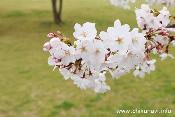 ６分咲き～満開になっていた下岡崎近隣公園の桜 [2024年4月7日撮影]