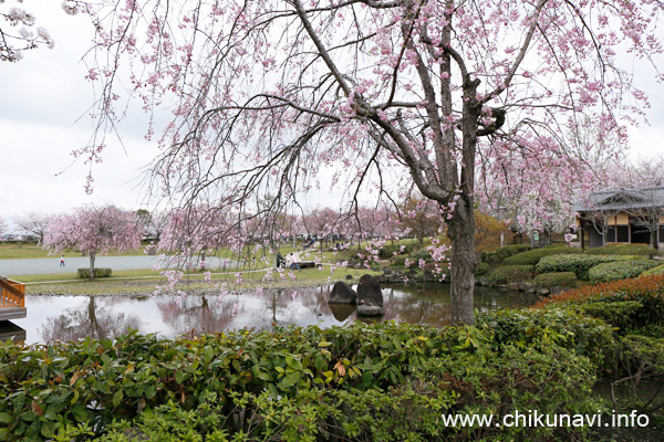 ６分咲き～満開になっていた下岡崎近隣公園の桜 [2024年4月7日撮影]