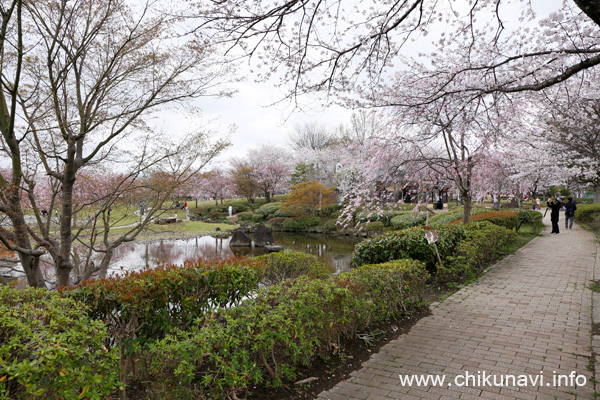 ６分咲き～満開になっていた下岡崎近隣公園の桜 [2024年4月7日撮影]