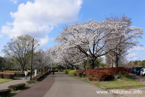 ６分咲き～満開になっていた県西総合公園の桜 [2024年4月7日撮影]