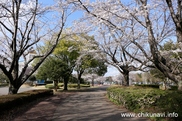 ６分咲き～満開になっていた県西総合公園の桜 [2024年4月7日撮影]